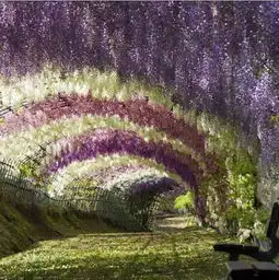 紫藤萝花架来自黑色爱情的图片分享堆糖