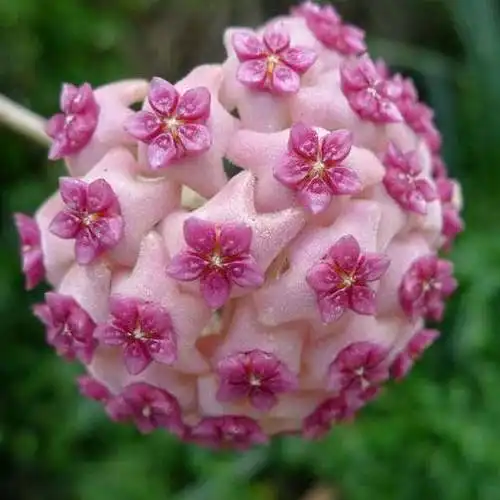 像球一样的花卉,你见过多少太美了