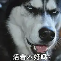 二哈头像带文字关于二哈的搞笑头像带字