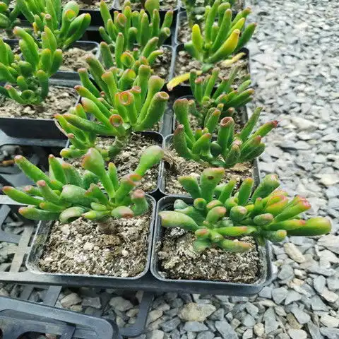 吸财树多肉招财聚财吉祥如意多肉植物小盆栽净化空气含盆含土包邮