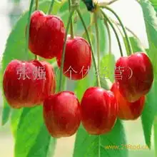 泰山樱桃山东泰安