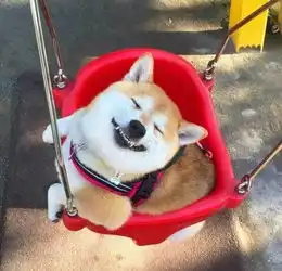 可爱柴犬著名网红动漫头像