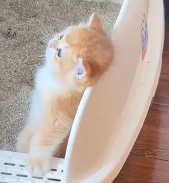 背上长老鼠小猫慌里慌张寻找,网友闻到饭香味儿了我就说猫和老鼠是纪录片吧