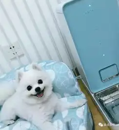 有了这些为喵星人汪星人设计的宠物家电,做个快乐的铲屎官吧