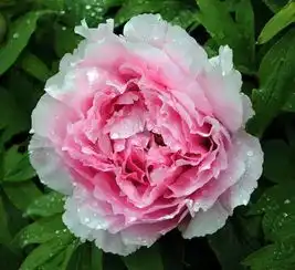 牡丹,花开富贵