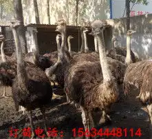 黄页88高清图片