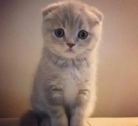 猫咪超记仇的,做了这4件事,猫咪能记你一辈子