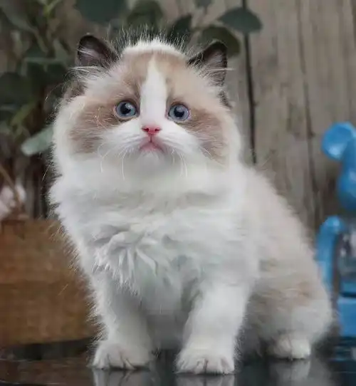 养猫冷知识从猫咪颜色,一窥猫主子性格