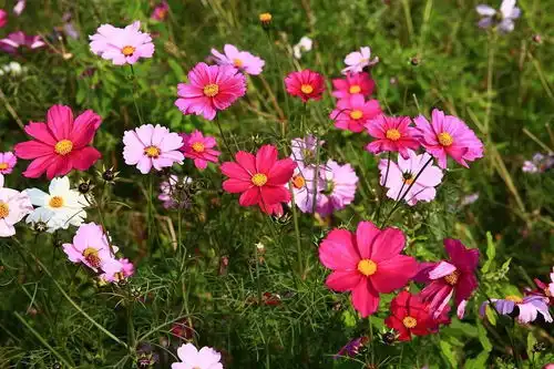 3月23日红安长河缘桃花节风车节3d动漫巨人节三节齐发重磅登场