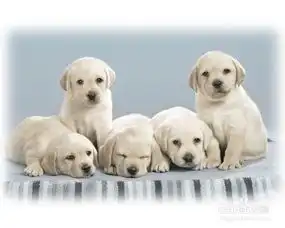 怎么阻止狗狗吃便便