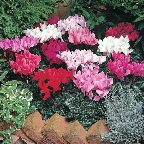 适合立冬后养的9种花,喜欢温凉爱开花,有的花美,有的花香