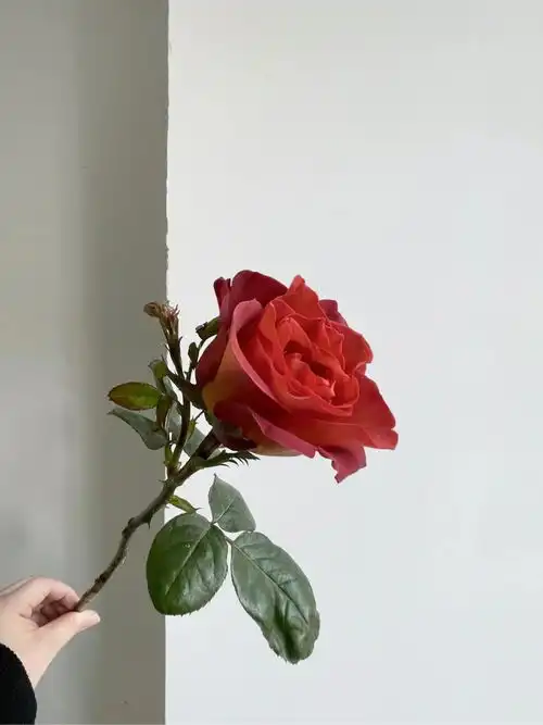测试一个超长简介的文章