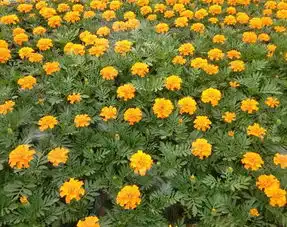 孔雀草批发质量好的孔雀草九艺花卉苗木供应