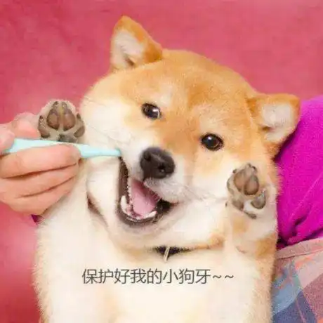 狗狗牙齿健康不能轻视,刷牙太麻烦狗狗不配合还有其他洁牙妙招
