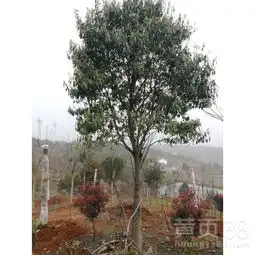 山东红果冬青树15公分的价格原生15公分全冠精品红果冬青树图片-黄页88网