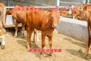 小毛驴肉驴驹养殖基地临沧养驴场哪里销售乌头驴
