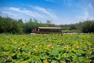 洪泽湖湿地荷花盛开万亩美荷惹人醉,满园飘香引客来