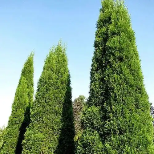 来吧朋友,一起植树吧