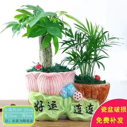 发财树盆栽客厅花卉绿植室内招财植物办公室小盆景吸甲醛植物招财