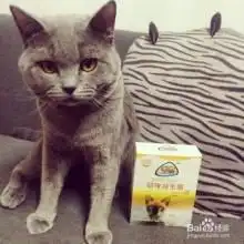 小猫大便少而且硬小猫大便干燥怎么办