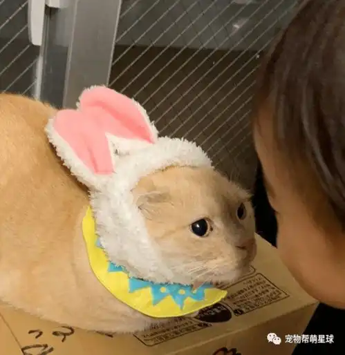 爸靠近吸猫,喵皇完美防御还使出一招如来喵掌直接吓傻网友看着都痛