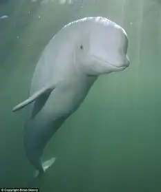 海底半透明海虾穿梭海葵中3