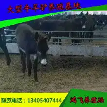 肉驴品种齐全价格肉驴品种齐全批发肉驴品种齐全厂家hc360慧聪网