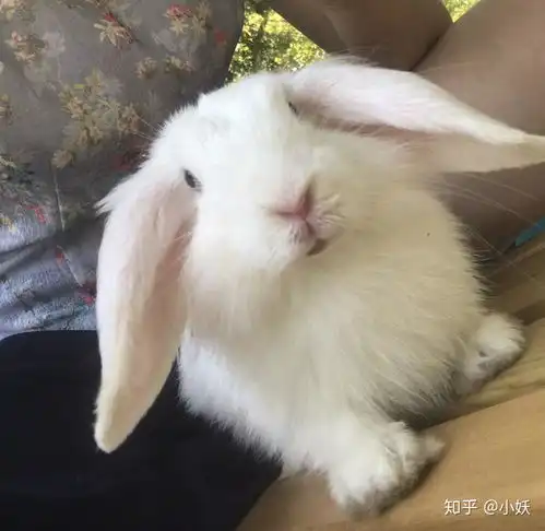 什么品种的兔子长大了颜值依然很高