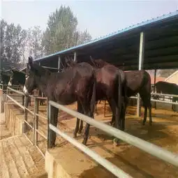 山西古交县毛驴养殖场忻州肉驴价格太原哪里卖种驴