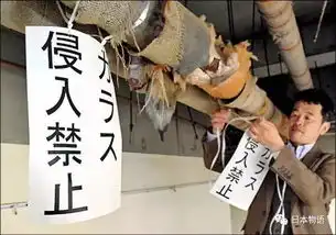 日本独有的乌鸦风景线日本物语