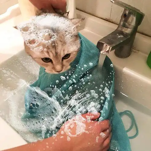 独自给猫咪洗澡的铲屎官,都是勇士