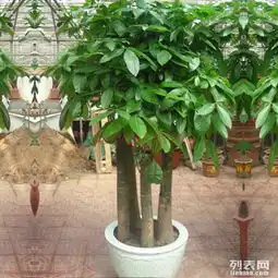 图北京海淀区绿植租赁公司北京鲜花绿植
