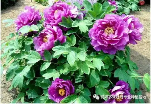 牡丹种植做好这3步,艳压群芳不是事