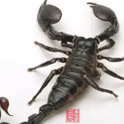 全虫食疗菜谱全虫的六个食疗秘方
