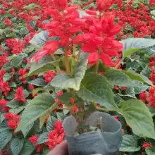 青州市卉源花卉苗木园艺场