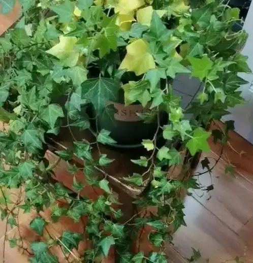 5种超美国产花,阳台放一盆,开出一片小花园