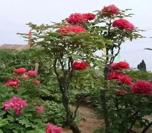 牡丹什么时候移栽成活率最高