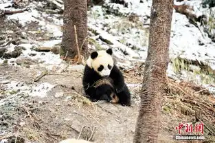 熊猫幼崽野化培训卖萌