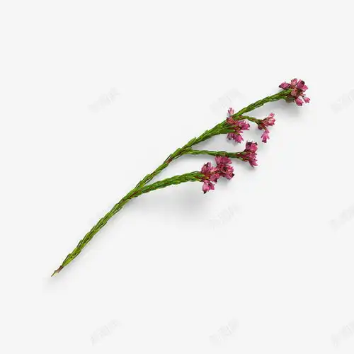 花朵自然植物枝叶花瓣高清素材免费下载设计图片页面网页平面电商创意素材png素材枝叶素材