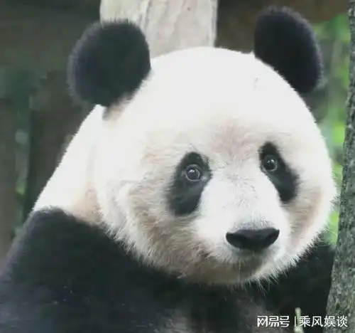 大熊猫香香纪录片来啦听不懂四川话真的太搞笑啦