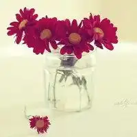 花头像图片大全清新微信头像图片大全