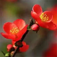 好看的杜鹃花微信头像最美唯美杜鹃花头像