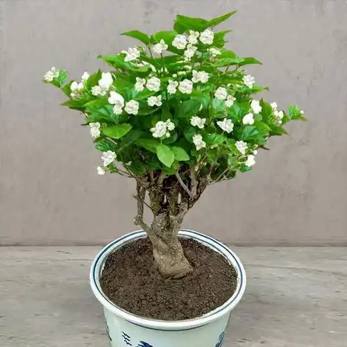 这3种花春天狠修剪,到了花期全是花,开花香花期长