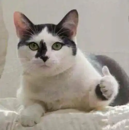 18张猫咪搞笑图片,看了让人想养猫