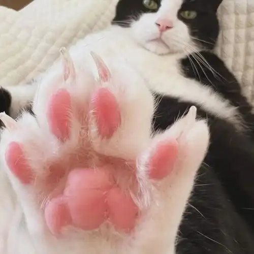 小猫吞下比自己还大的瓜,直接大变样果然猫和老鼠是纪录片
