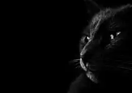 美图居住在我身体里的黑猫1个性另类