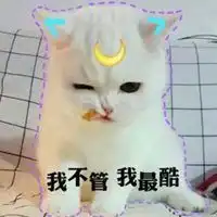 2019最火爆微信头像动物微信头像图片大全