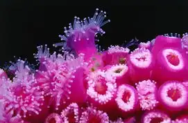 深蓝诱惑世界十大潜水胜地旅游频道