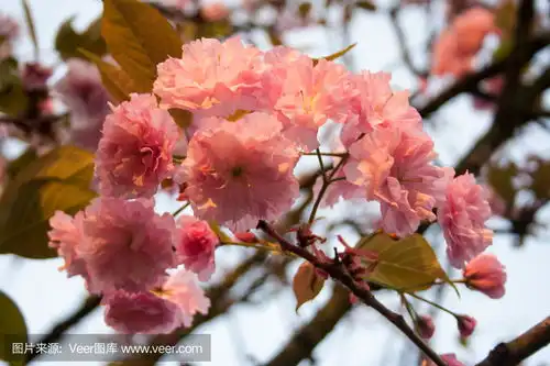 sacura分公司sacurabranchphoto