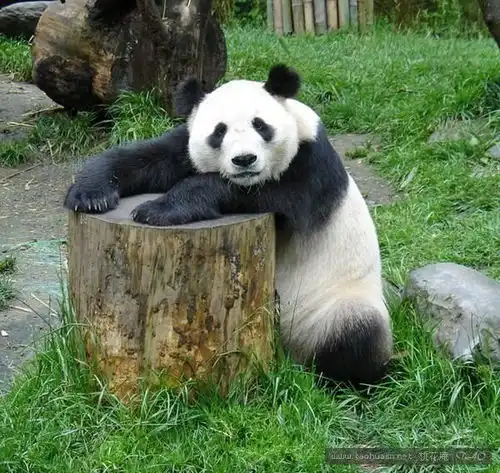 好心网友能发一张高清大图,熊猫郁闷的背影给我吗不胜感激